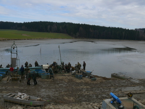 Výlov rybníka Šejb 2013